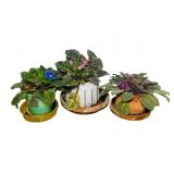 Blooming House Plants