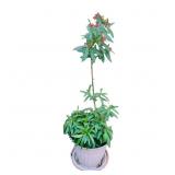 Potted Plant