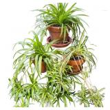 Potted Spider Plants