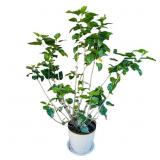 Potted Hibiscus Plant