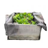 Mother of One Thousand Plant