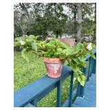 Potted Wax Begonia Plant