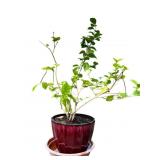 Potted Plant