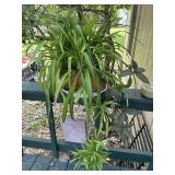 Potted Pandanus Veitchil