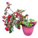 Potted Begonia Plant