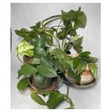 Potted House Plants