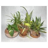 Small House Plants