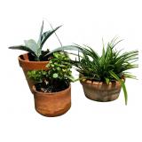 Potted Plants
