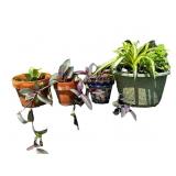 Potted Plants
