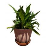 Dracaena Plant