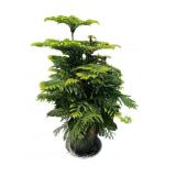 Norfolk Island Pine Plant