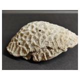 Dried Grooved Brain Coral