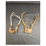 2 Whitetail Deer Antlers with Skull Cap Piece
