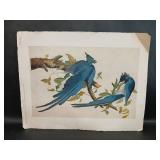 Print of the Columbia Jay by John James Audubon
