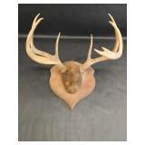9 Point Buck Deer Mounted Antlers & Skull Cap