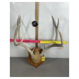 5 X 5 WHITE TAIL DEER ANTLER WALL HANGING MOUNT