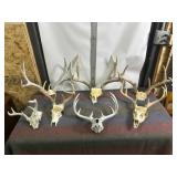 SEVERAL DEER ANTLER SETS & SKULLS