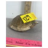 SMALL TURTLE SHELL, 4" L
