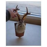 RARE AND ELUSIVE JACKALOPE MOUNT