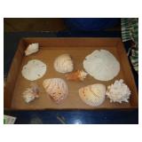 LOT OF SEASHELLS