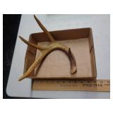 DEER ANTLER