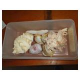 LOT OF SEA SHELLS LOT OF SEA SHELLS