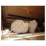 HORNETS NEST HORNETS NEST