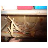 DEER ANTLERS DEER ANTLERS