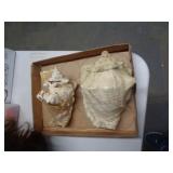 CONCH SHELLS CONCH SHELLS