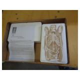 SKELETON MODEL SKELETON MODEL