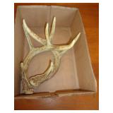 DEER ANTLERS DEER ANTLERS