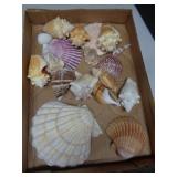 SEASHELLS