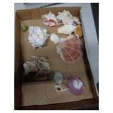 SEASHELLS