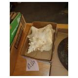 CONCH SHELL