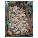 SEASHELLS