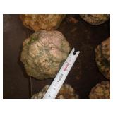 GEODE GEODE