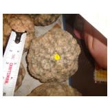 GEODE GEODE