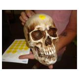 RESIN CAST SKULL RESIN CAST SKULL