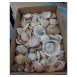 SEASHELLS