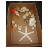 SEASHELLS SEASHELLS