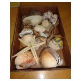 SEASHELLS SEASHELLS