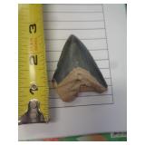 FOSSIL SHARK TOOTH