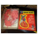 HUMAN HEART PYRO MODEL KIT