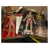 THE VISIBLE MAN RENWAL MODEL / BUILT