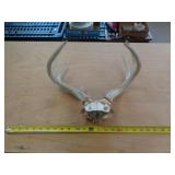DEER ANTLERS