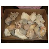 SEASHELLS