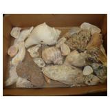 SEASHELLS
