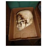 PLASTIC SKULL