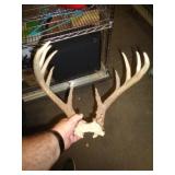 DEER ANTLERS