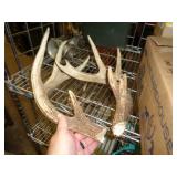 DEER MATCHED ANTLERS